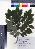  ( - NSB_23)  @11 [ ] Copyright (2021) Unspecified Forestry and Forest Products Research Institute