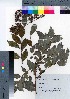  ( - NSB_31)  @11 [ ] Copyright (2021) Unspecified Forestry and Forest Products Research Institute