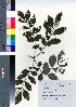  ( - NSB_35)  @11 [ ] Copyright (2021) Unspecified Forestry and Forest Products Research Institute