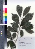  ( - NSB_36)  @11 [ ] Copyright (2021) Unspecified Forestry and Forest Products Research Institute