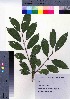  (Rhamnus davurica var. nipponica - NSB_37)  @11 [ ] Copyright (2021) Unspecified Forestry and Forest Products Research Institute
