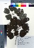 ( - NSB_38)  @11 [ ] Copyright (2021) Unspecified Forestry and Forest Products Research Institute