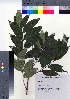  ( - NSB_41)  @11 [ ] Copyright (2021) Unspecified Forestry and Forest Products Research Institute