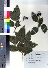  (Alnus firma var. hirtella - NSB_42)  @11 [ ] Copyright (2021) Unspecified Forestry and Forest Products Research Institute