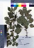  ( - NSB_43)  @11 [ ] Copyright (2021) Unspecified Forestry and Forest Products Research Institute