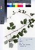  ( - NSB_44)  @11 [ ] Copyright (2021) Unspecified Forestry and Forest Products Research Institute