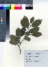  ( - TSM_01)  @11 [ ] Copyright (2021) Unspecified Forestry and Forest Products Research Institute