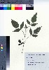  ( - TSM_39)  @11 [ ] Copyright (2021) Unspecified Forestry and Forest Products Research Institute