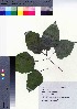  (Clerodendrum trichotomum var. trichotomum - TSM_49)  @11 [ ] Copyright (2021) Unspecified Forestry and Forest Products Research Institute