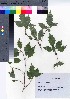  (Premna microphylla - TSM_57)  @11 [ ] Copyright (2021) Unspecified Forestry and Forest Products Research Institute