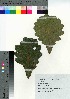  ( - TSM_81)  @11 [ ] Copyright (2021) Unspecified Forestry and Forest Products Research Institute