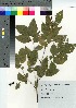  (Vaccinium oldhamii - NOT_02)  @11 [ ] Copyright (2021) Unspecified Forestry and Forest Products Research Institute