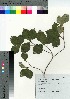  ( - NOT_11)  @11 [ ] Copyright (2021) Unspecified Forestry and Forest Products Research Institute