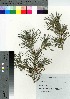  ( - KIS_13)  @11 [ ] Copyright (2021) Unspecified Forestry and Forest Products Research Institute