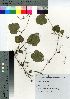  ( - KIS_17)  @11 [ ] Copyright (2021) Unspecified Forestry and Forest Products Research Institute