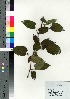  ( - Tod13282)  @11 [ ] Copyright (2021) Unspecified Forestry and Forest Products Research Institute