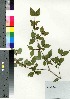  ( - Tod13289)  @11 [ ] Copyright (2021) Unspecified Forestry and Forest Products Research Institute