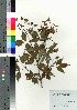  ( - Tod13294)  @11 [ ] Copyright (2021) Unspecified Forestry and Forest Products Research Institute