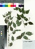  ( - Tod13300)  @11 [ ] Copyright (2021) Unspecified Forestry and Forest Products Research Institute