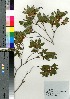  ( - Tod13303)  @11 [ ] Copyright (2021) Unspecified Forestry and Forest Products Research Institute