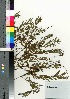  ( - Tod13304)  @11 [ ] Copyright (2021) Unspecified Forestry and Forest Products Research Institute