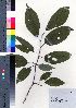  ( - kikuch012)  @11 [ ] Copyright (2021) Unspecified Forestry and Forest Products Research Institute