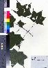  ( - ksnk011)  @11 [ ] Copyright (2021) Unspecified Forestry and Forest Products Research Institute