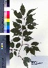  ( - ksnk026)  @11 [ ] Copyright (2021) Unspecified Forestry and Forest Products Research Institute