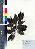  (Alnus firma var. firma - ksnk027)  @11 [ ] Copyright (2021) Unspecified Forestry and Forest Products Research Institute