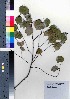  (Lindera aggregata - HSE001)  @11 [ ] Copyright (2021) Unspecified Forestry and Forest Products Research Institute