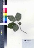  ( - CCB0251)  @11 [ ] Copyright (2021) Unspecified Forestry and Forest Products Research Institute