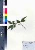  ( - CCB0264)  @11 [ ] Copyright (2021) Unspecified Forestry and Forest Products Research Institute