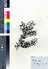  ( - CCB0270)  @11 [ ] Copyright (2021) Unspecified Forestry and Forest Products Research Institute