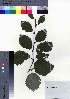  (Betula corylifolia - CCB0279)  @11 [ ] Copyright (2021) Unspecified Forestry and Forest Products Research Institute