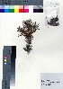  ( - CCB0285)  @11 [ ] Copyright (2021) Unspecified Forestry and Forest Products Research Institute