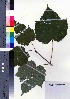  (Acer nipponicum subsp. nipponicum var. nipponicum - CCB0293)  @11 [ ] Copyright (2021) Unspecified Forestry and Forest Products Research Institute