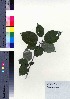  ( - CCB0307)  @11 [ ] Copyright (2021) Unspecified Forestry and Forest Products Research Institute