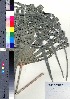  (Trachycarpus - takagi102)  @11 [ ] Copyright (2021) Unspecified Forestry and Forest Products Research Institute