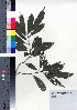 ( - takagi104)  @11 [ ] Copyright (2021) Unspecified Forestry and Forest Products Research Institute