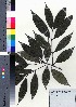  ( - takagi105)  @11 [ ] Copyright (2021) Unspecified Forestry and Forest Products Research Institute