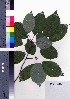  ( - gfsk0153)  @11 [ ] Copyright (2021) Unspecified Forestry and Forest Products Research Institute