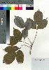  ( - oOGA0115)  @11 [ ] Copyright (2021) Unspecified Forestry and Forest Products Research Institute