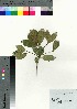  (Rhaphiolepis indica var. tashiroi - oOGA0123)  @11 [ ] Copyright (2021) Unspecified Forestry and Forest Products Research Institute