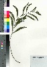  (Acacia confusa - oOGA0127)  @11 [ ] Copyright (2021) Unspecified Forestry and Forest Products Research Institute