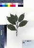 ( - oOGA0148)  @11 [ ] Copyright (2021) Unspecified Forestry and Forest Products Research Institute