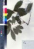  ( - oOGA0202)  @11 [ ] Copyright (2021) Unspecified Forestry and Forest Products Research Institute