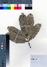  ( - oOGA0203)  @11 [ ] Copyright (2021) Unspecified Forestry and Forest Products Research Institute