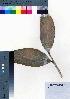  ( - oOGA0208)  @11 [ ] Copyright (2021) Unspecified Forestry and Forest Products Research Institute