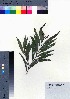  ( - oOGA0209)  @11 [ ] Copyright (2021) Unspecified Forestry and Forest Products Research Institute