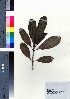  ( - oOGA0215)  @11 [ ] Copyright (2021) Unspecified Forestry and Forest Products Research Institute